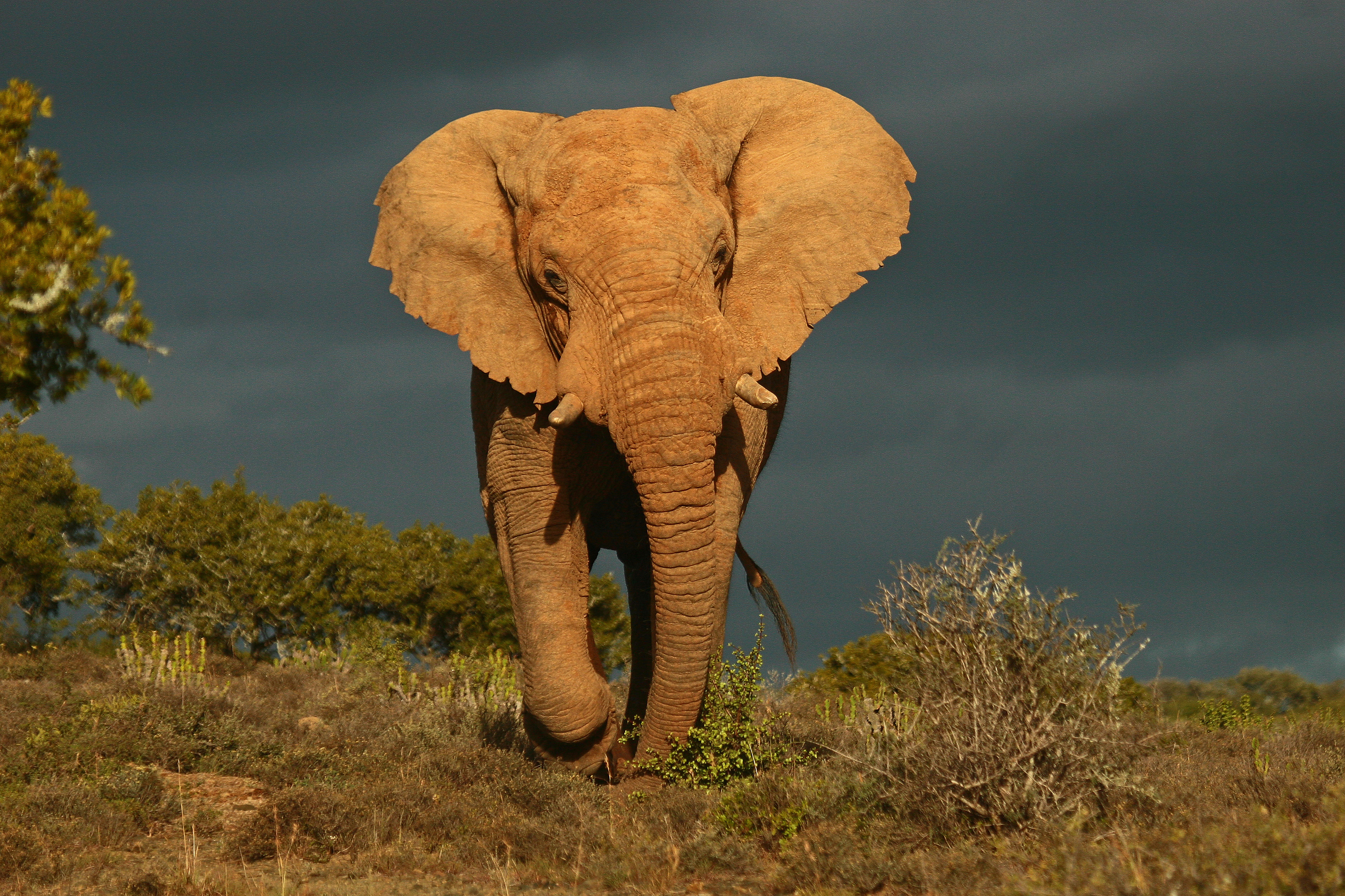 African Bull Elephant | Bull elephant, Big animals, Africa